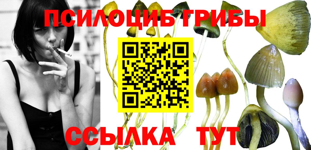 Краснознаменск  купить наркотики цена  Вход с VPN  Псилоцибиновые грибы Magic Shrooms 